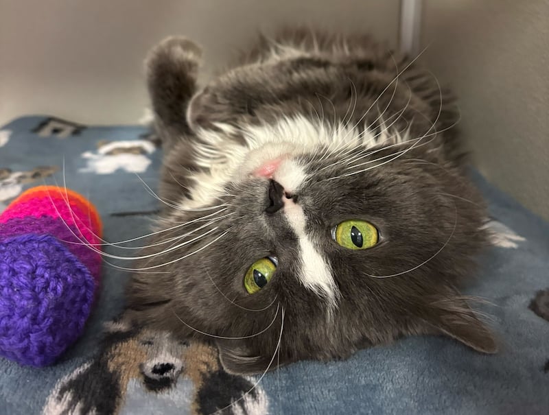 Mat is Save-A-Pet's pet of the week for April 2, 2026.