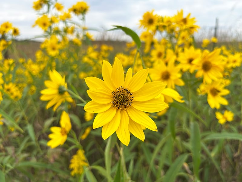 Fall colors of native, prairie plants were on full display at the Nachusa Grasslands on Saturday, Sept. 20, 2025 during the annual Autumn on the Prairie event at 2075 Lowden Road, Franklin Grove.