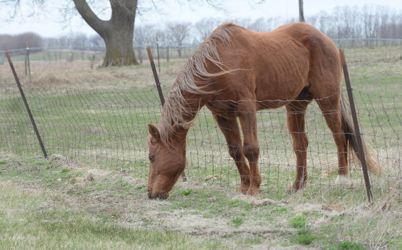 A horse findss the grass tastier on the other side of the fence as it grazes east of Prophetstown on Saturday, March 29, 2025.