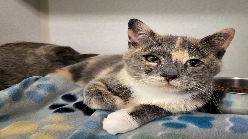 ‘Golden Girl’ kitten ready to find home of her own