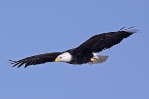Bald eagles visit park near historic Route 66