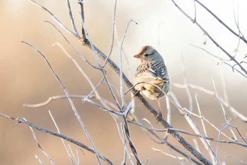 Midewin calendar photo