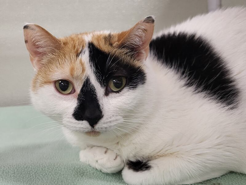 Joy is Save-A-Pet's pet of the week for Aug. 21, 2025.