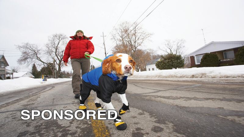 Tips For Keeping Furry Friends Healthy Through Illinois Winters