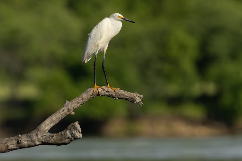 Wilmington resident Tyler Paul won May’s portion of the Forest Preserve District of Will County's Preserve the Moment photo contest with this photo of a state-endangered snowy egret.