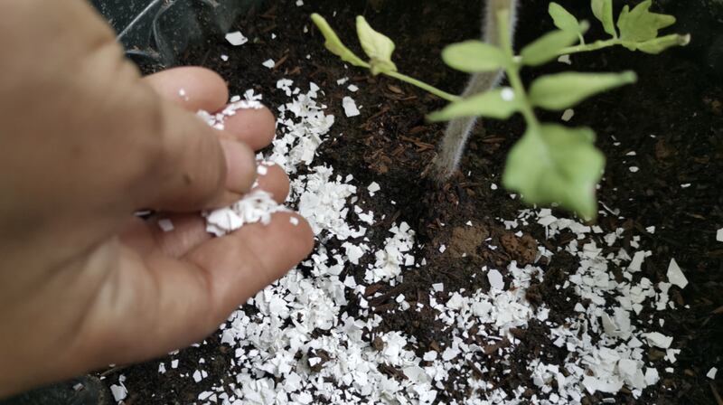 Susan M. Collins-Smith at Mississippi State University Extension spreading crushed eggshells around the stem of a tomato plant.