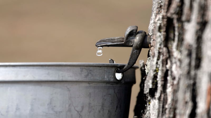 5 Things to Do: Maple Sugaring in Oswego, live comedy in Sandwich this weekend 