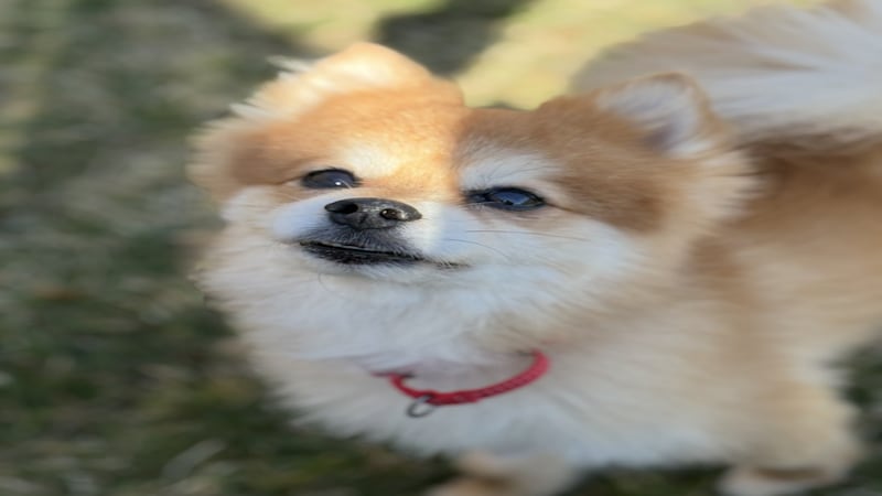 Pomeranian needs TLC in forever home