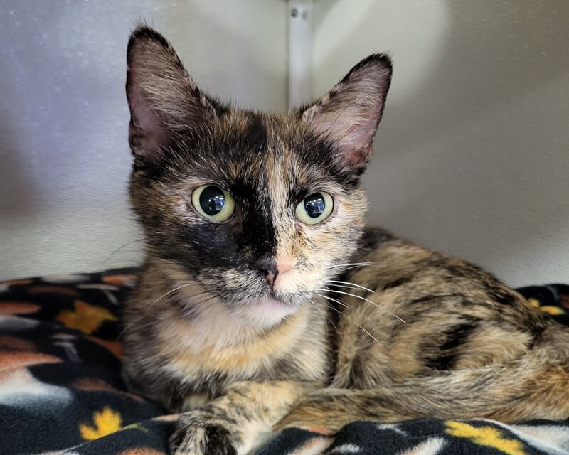 Brisket is Save-A-Pet's pet of the week for June 12, 2025.