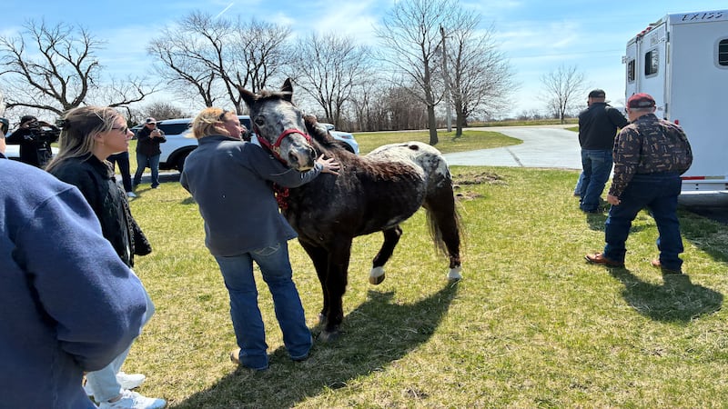 Horse saved from floodwaters near Marengo returns home: ‘He knew they were fighting for his life’