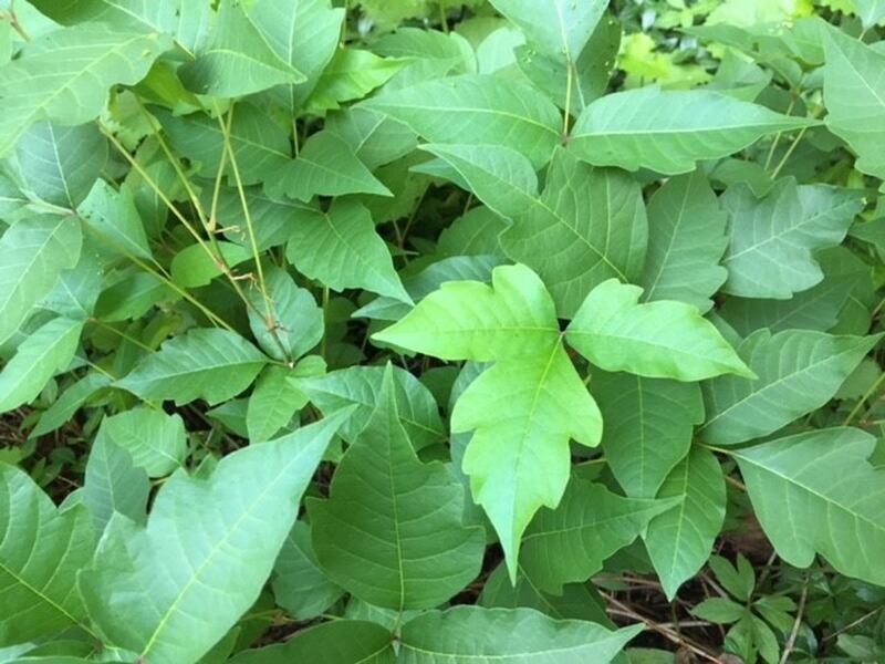 Poison ivy (Toxicodendron radicans)