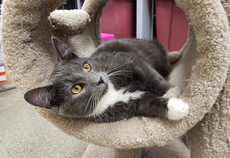 Mike is Save-A-Pet's pet of the week for April 17, 2025.