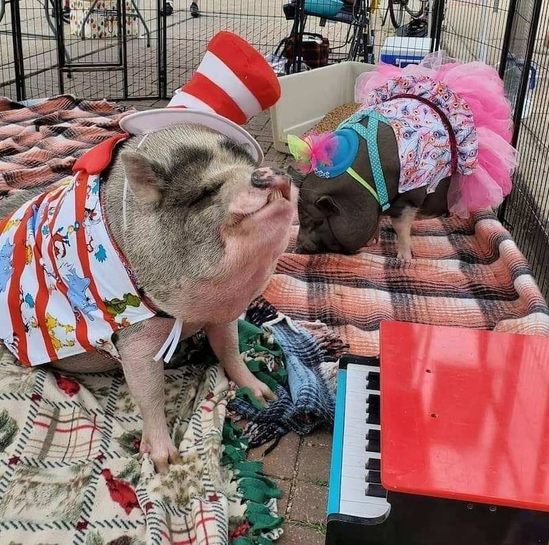 The Volunteer Educators at the Windmill Cultural Center in Fulton will present their Feb. 11 Wild Winter Wednesday program featuring Sandy Bartels and her pet pig, Frank Swine-atra.