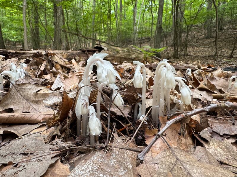 Ghost pipe is a parasitic plant that is found, though uncommonly, throughout much of the United States and Canada in deep, shady woodlands.