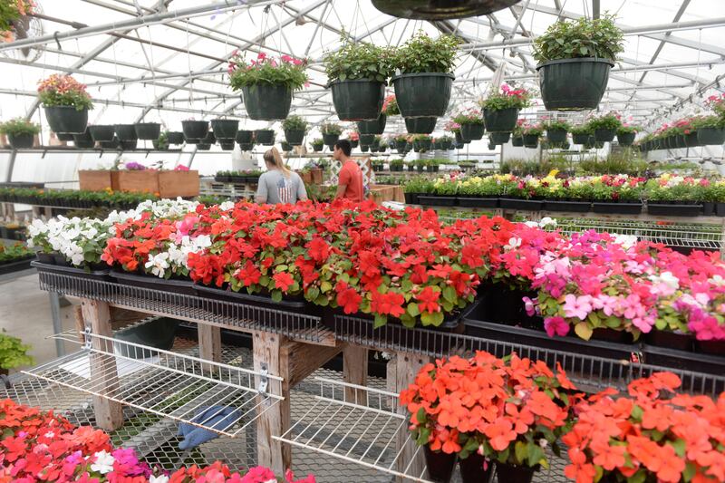 The Forreston FFA Greenhouse offers a wide variety of flowering plants. It's opening day was Saturday, April 27, 2024.