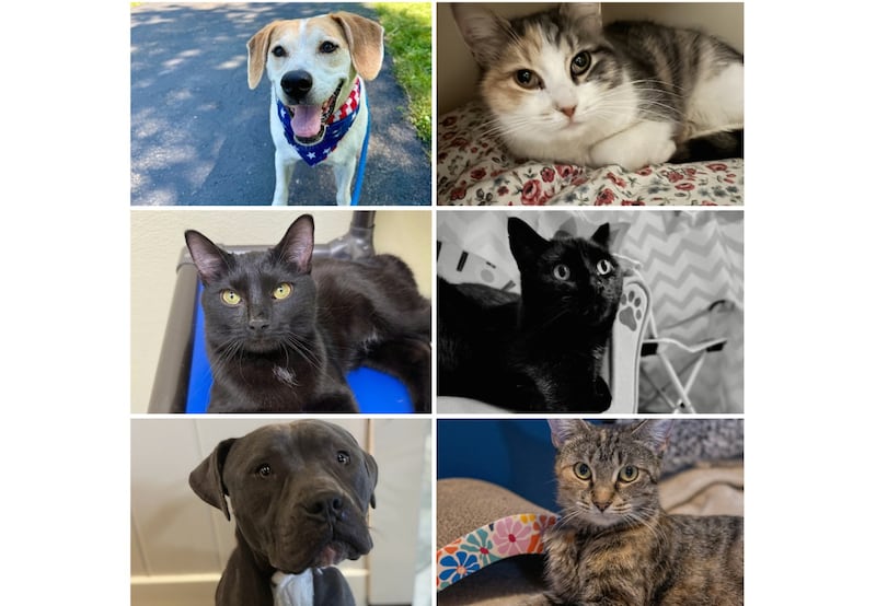 The Herald-News presents this week’s Pets of the Week. Read the description of each pet to learn about it, including where it can be adopted in Will County.