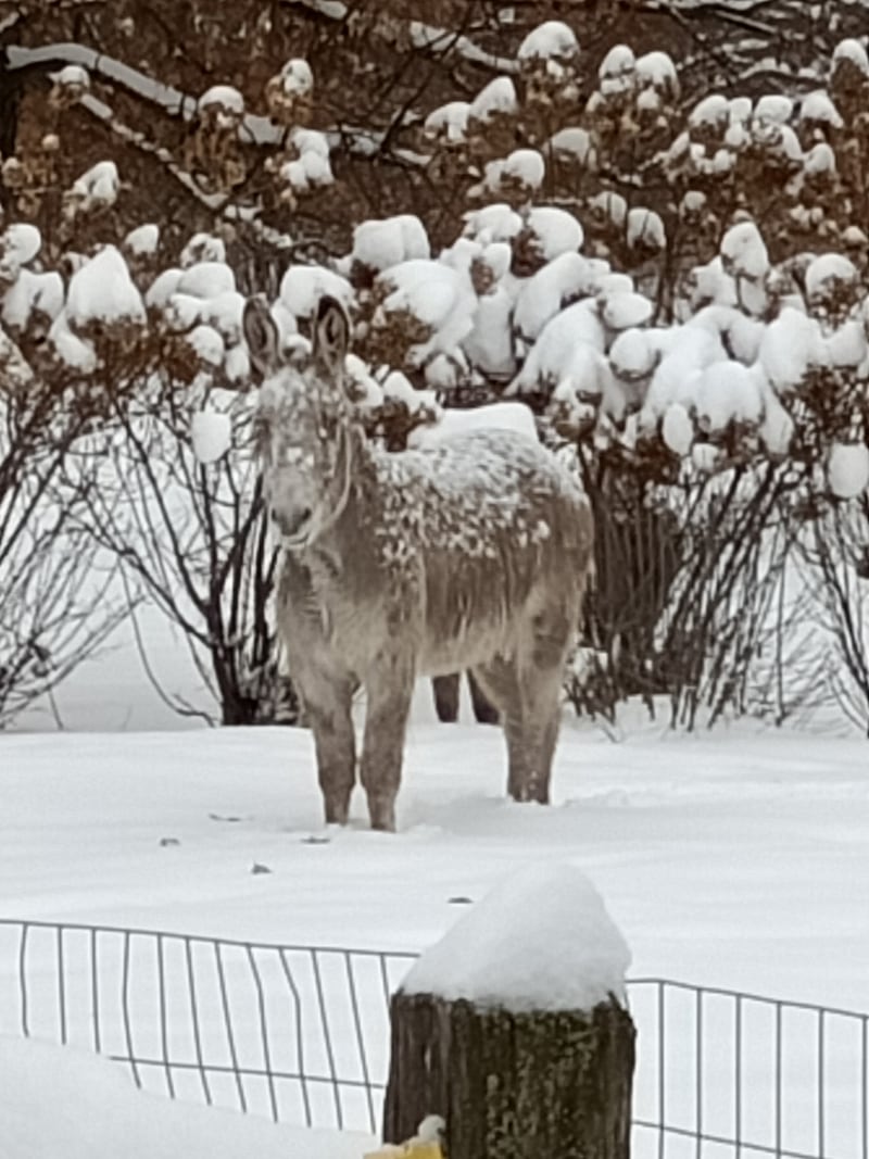 Dominic, a Bull Valley donkey, is pictured in a field.