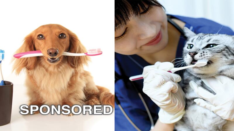 Pet Dental Health Month: Protecting the Health of Pets of All Shapes and Sizes