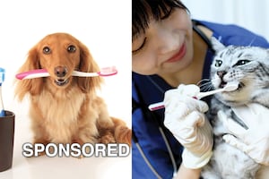Pet Dental Health Month: Protecting the Health of Pets of All Shapes and Sizes