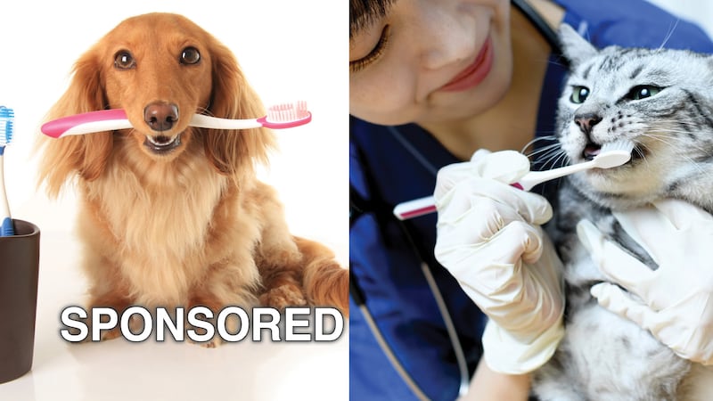 Pet Dental Health Month: Protecting the Health of Pets of All Shapes and Sizes