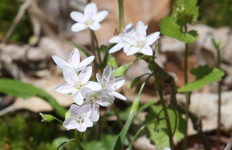 Spring beauty wildflowers bloom on the trailhead to Illinois Canyon on Tuesday, April 22, 2025 at Starved Rock State Park.