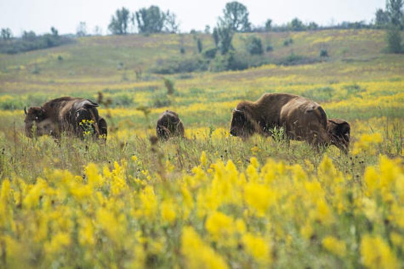Bison roam the prairie iat the Nachusa Grasslands.