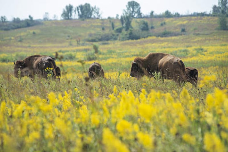 Bison roam the prairie iat the Nachusa Grasslands.