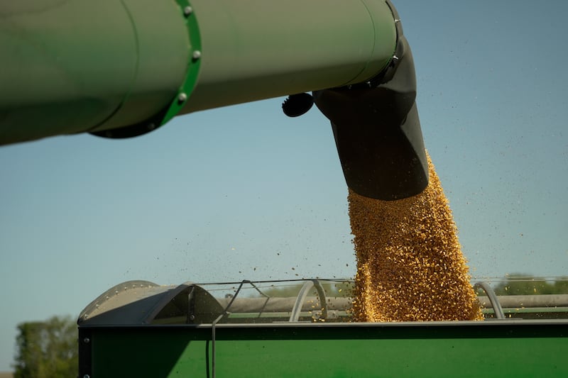 Harvested corn grain is dumped into a grain wagon at a farm near Allerton in Vermilion County in eastern Illinois.