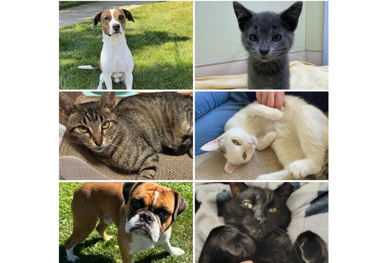 The Herald-News presents this week’s Pets of the Week. Read the description of each pet to learn about it, including where it can be adopted in Will County.