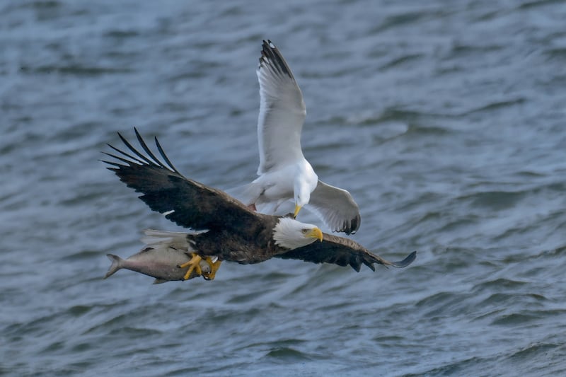 Laurie Lasseter of Woodridge won the March portion of the Will County Forest Preserve District's Preserve the Moment photo contest with her picture of a gull fighting with a bald eagle over a fish at Whalon Lake in Naperville.
