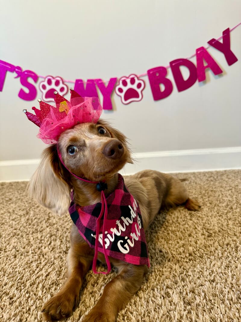 Izzy is the Pet of the Week.