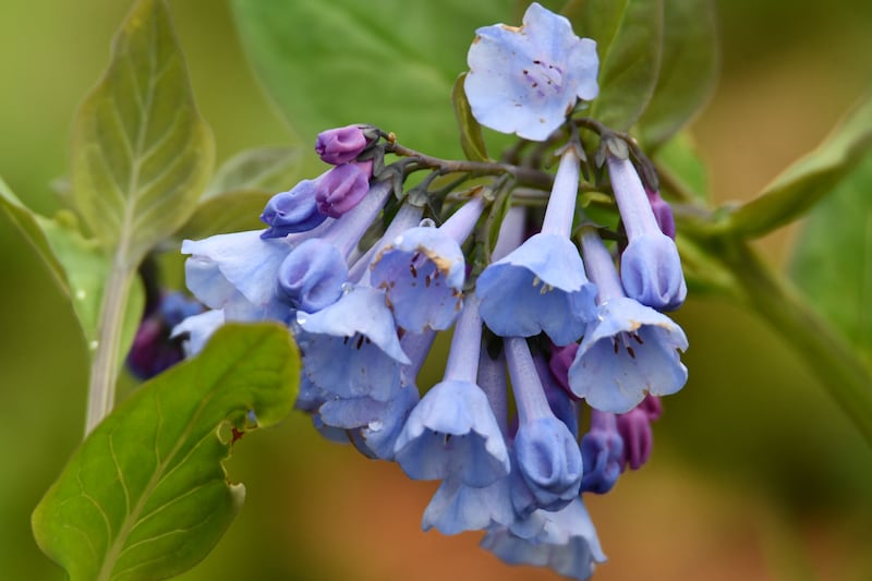 Learn which native plants to plant in the spring, or search for spring wildflowers during April Forest Preserve District of Will County programs.