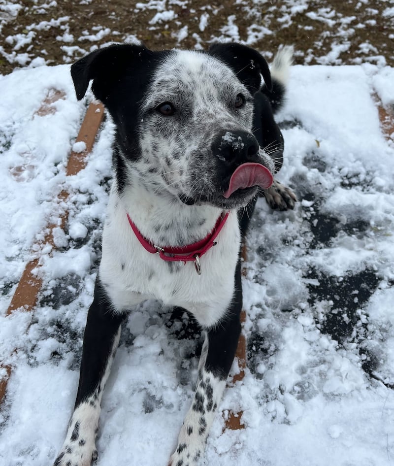 Pete is Save-A-Pet's pet of the week for Jan. 1, 2026.