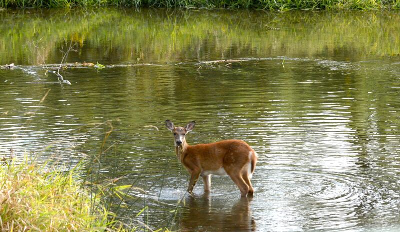 A deer stands in Franklin Creek at the Nachusa Grasslands' Jay Meiners Wetland on Saturday, Sept. 20, 2025.