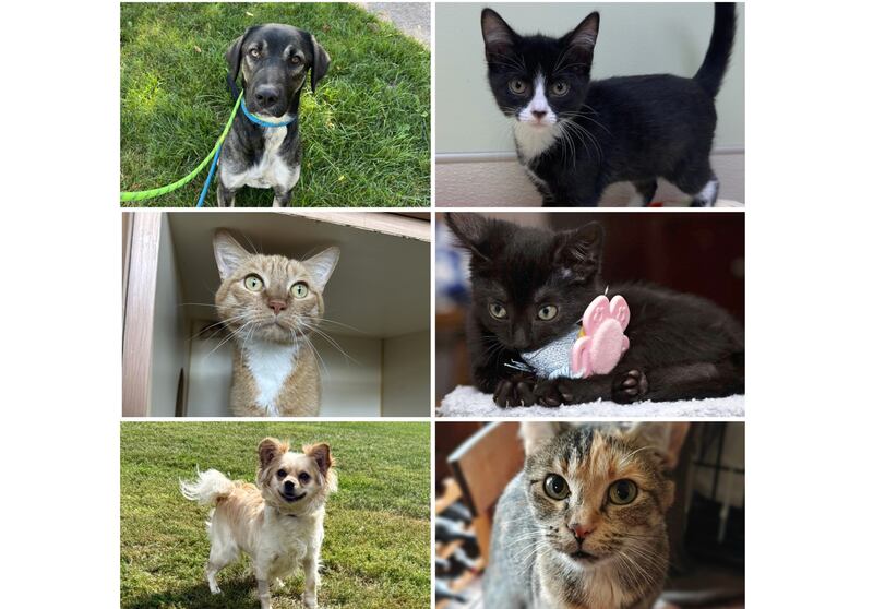 The Herald-News presents this week’s Pets of the Week. Read the description of each pet to learn about it, including where it can be adopted in Will County.