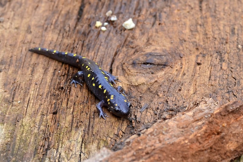 The Forest Preserve District of Will County will offer two salamander programs on May 2, 2026: Salamander Safari at Plum Creek Nature Center and Salamander Saturday at Hidden Oaks Nature Preserve.