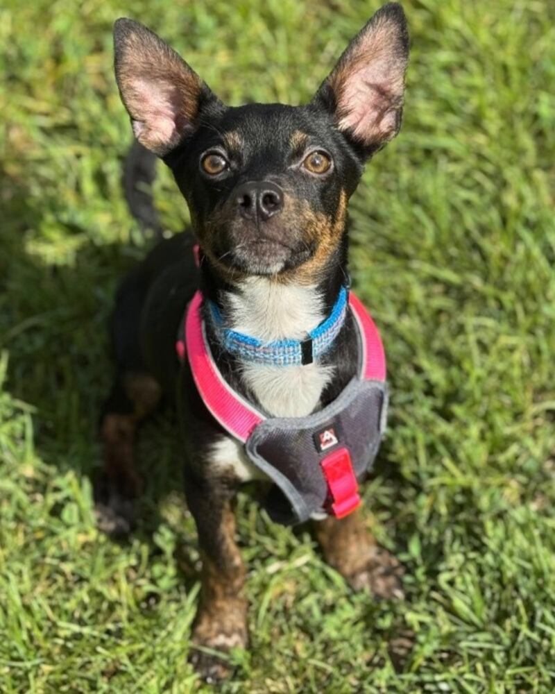 Van Gogh is Save-A-Pet's pet of the week for July 31, 2025.