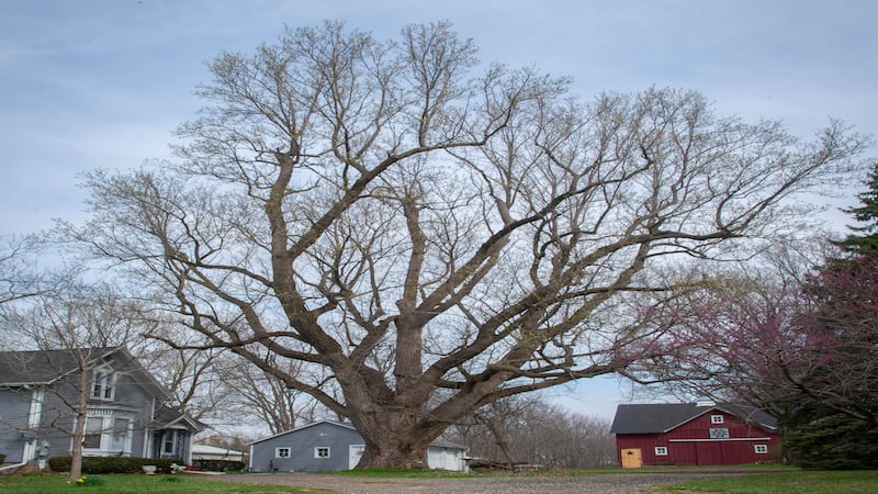Tulip tree is special spot for Sterling family