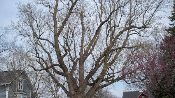 Tulip tree a special spot for Sterling family
