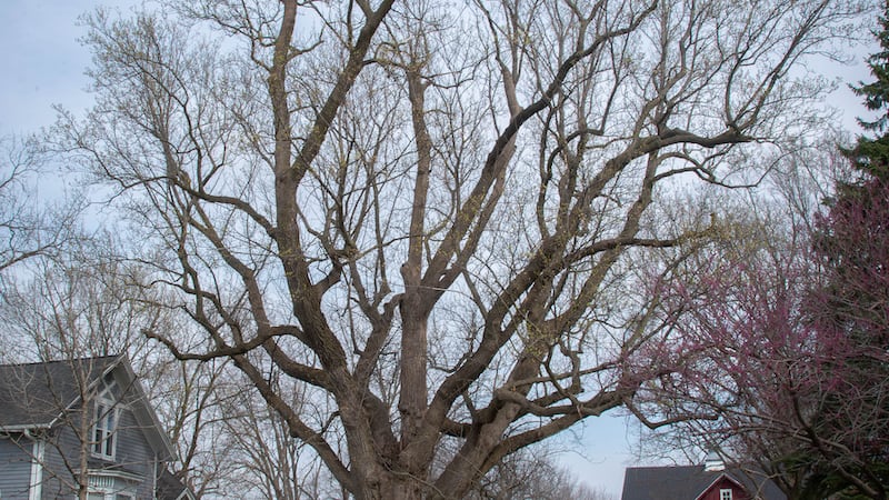 Tulip tree a special spot for Sterling family