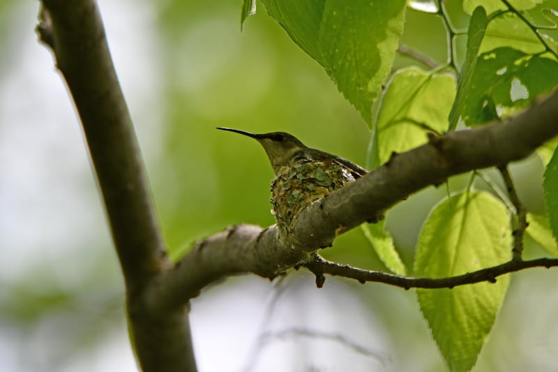 View hummingbird banding, learn how to help pollinators and buy some native plants at Hummingbird Fest on Saturday, Aug. 17, 2024, at the Forest Preserve District of Will County’s Plum Creek Nature Center.