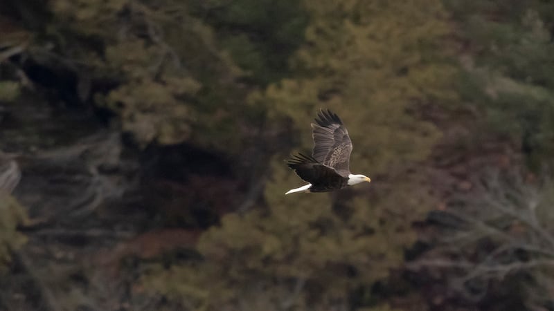 Eagle Watch Weekend returns to Starved Rock Country