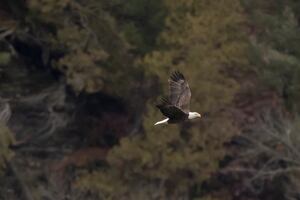 Eagle Watch Weekend returns to Starved Rock Country