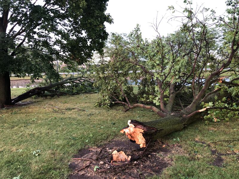 This tree in the Northwest Herald parking lot was one of the victims of the storm that rolled through McHenry County at about 4 p.m. Saturday, Aug. 16, 2025.