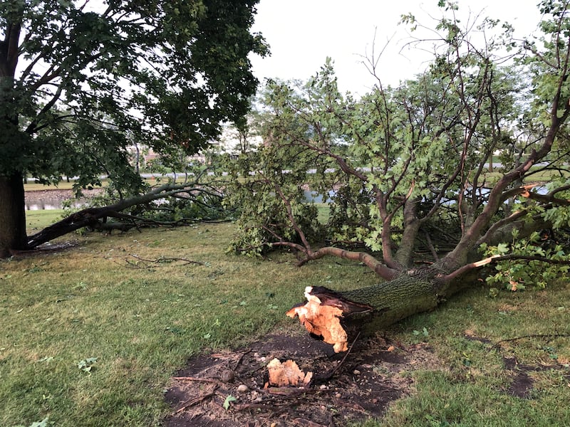 This tree in the Northwest Herald parking lot was one of the victims of the storm that rolled through McHenry County at about 4 p.m. Saturday, Aug. 16, 2025.