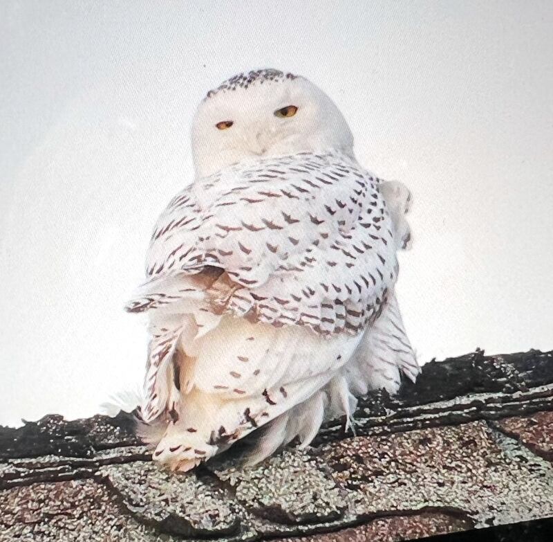 Photographer Justine Neslund took photos of the snowy owl spotted near McHenry several times in nearly two weeks. The bird was found dead early Tuesday, Dec. 17, 2024, after being hit by a car.