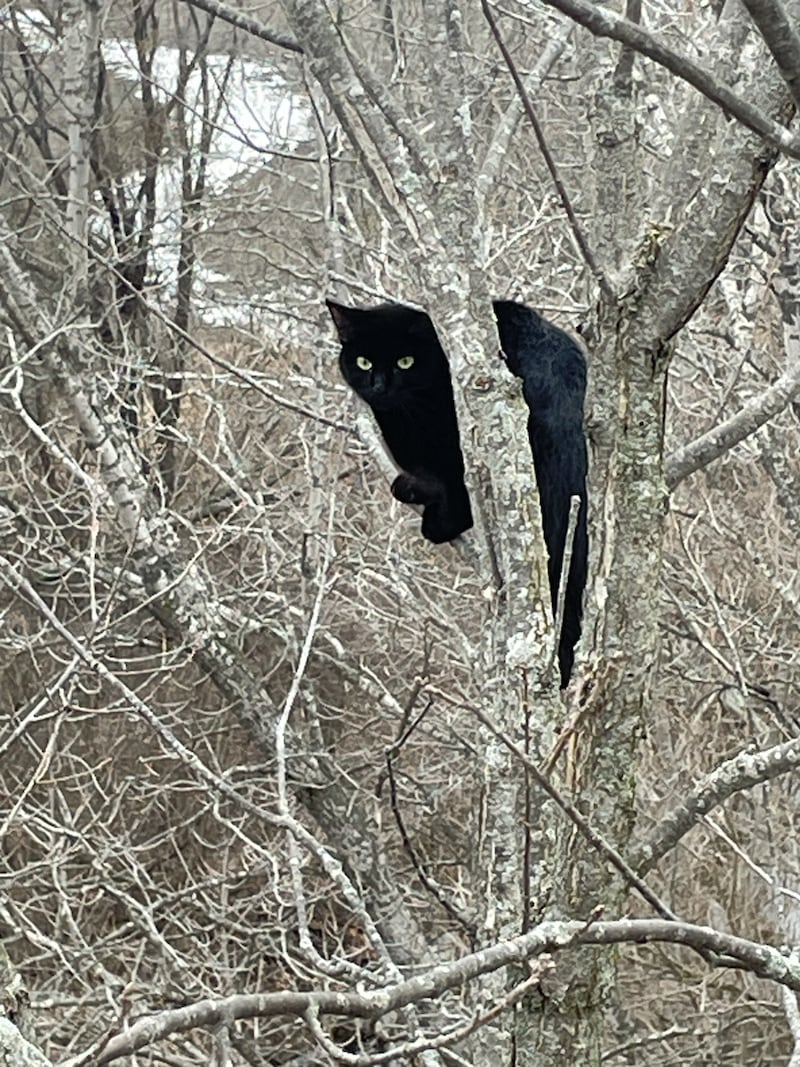 The Peru Fire Department, Korte & Turpen Tree Service and VJF contracting group spent two and half hours rescuing the cat, which had managed to climb 80 to 110 feet into a tree at the coroner of Ben Samek Road on March 25, 2025.