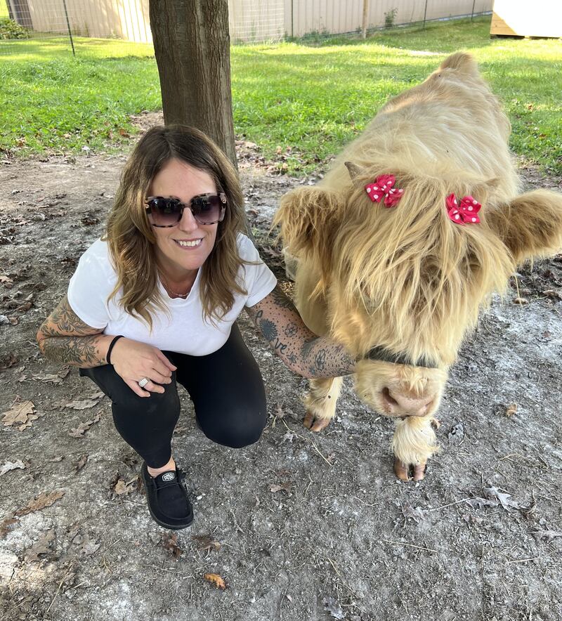 Mabel the Scottish Highland cow gets cosy for a photo at her home Majestic Highlands Homestead of Batavia on Sept. 25, 2025.