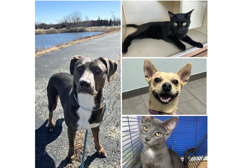 The Herald-News presents this week’s Pets of the Week. Read the description of each pet to find out about it, including where it can be adopted in Will County.