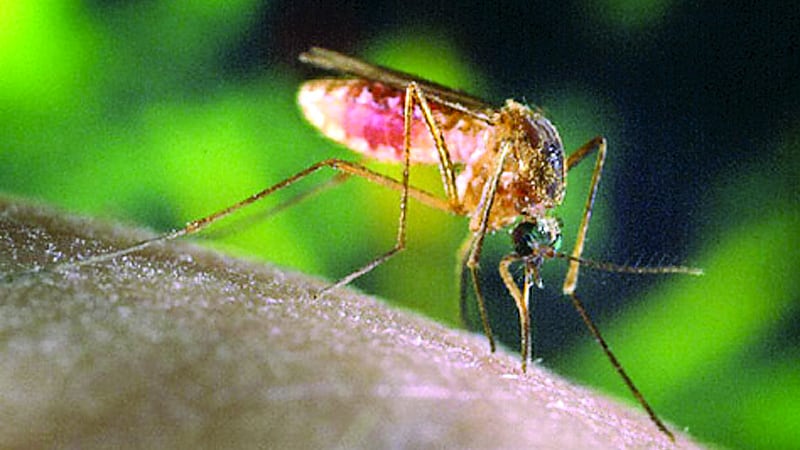 Grundy County Health Department finds additional West Nile Virus positive mosquitos, this time in Morris
